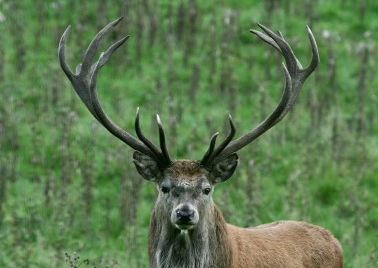 Red Deer <i>Cervus elaphus</i>